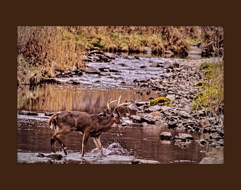 Deer crossing the brook- 01