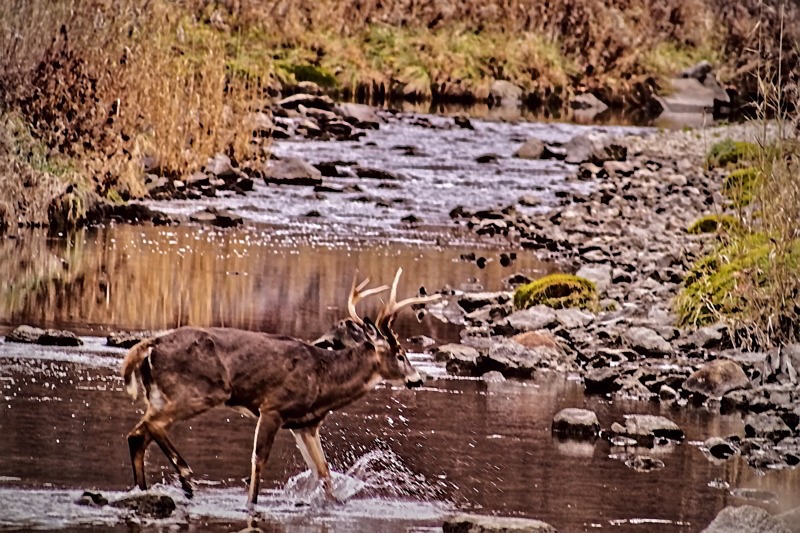 Deer crossing the brook- 02