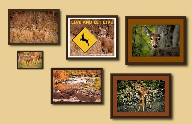 Gallery wall arrangement
