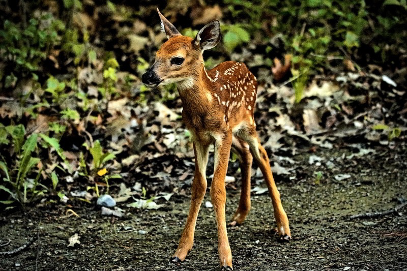 Donβt be a fawn-napper leave them alone- 01 Don’t be a fawn-napper leave them alone- 01