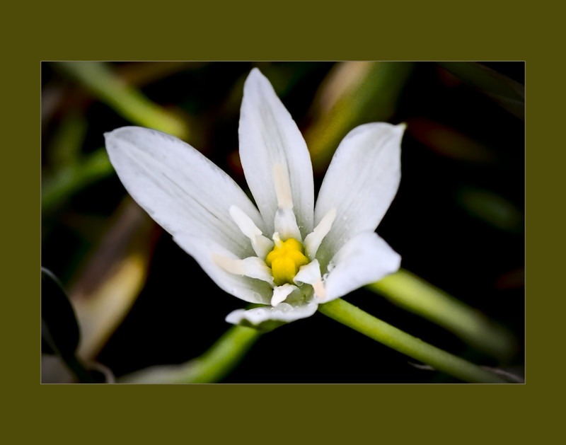 Garden star-of-bethlehem- 00