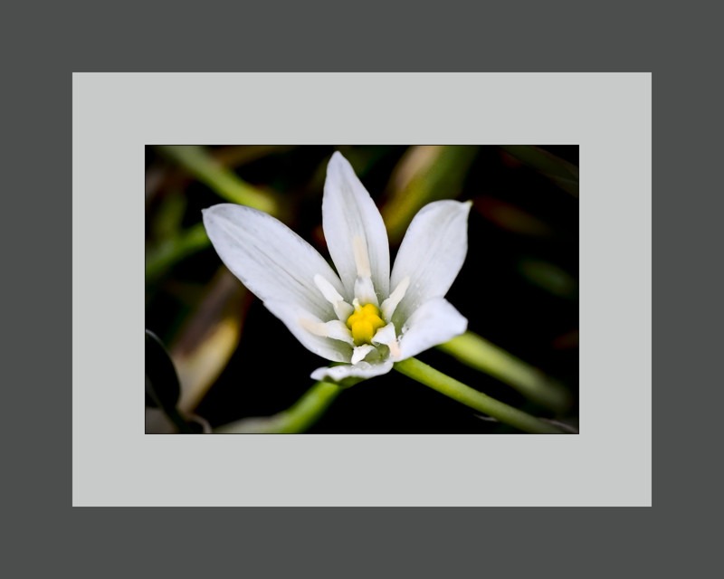 Garden star-of-bethlehem- 01
