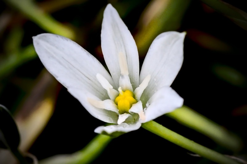 Garden star-of-bethlehem- 02