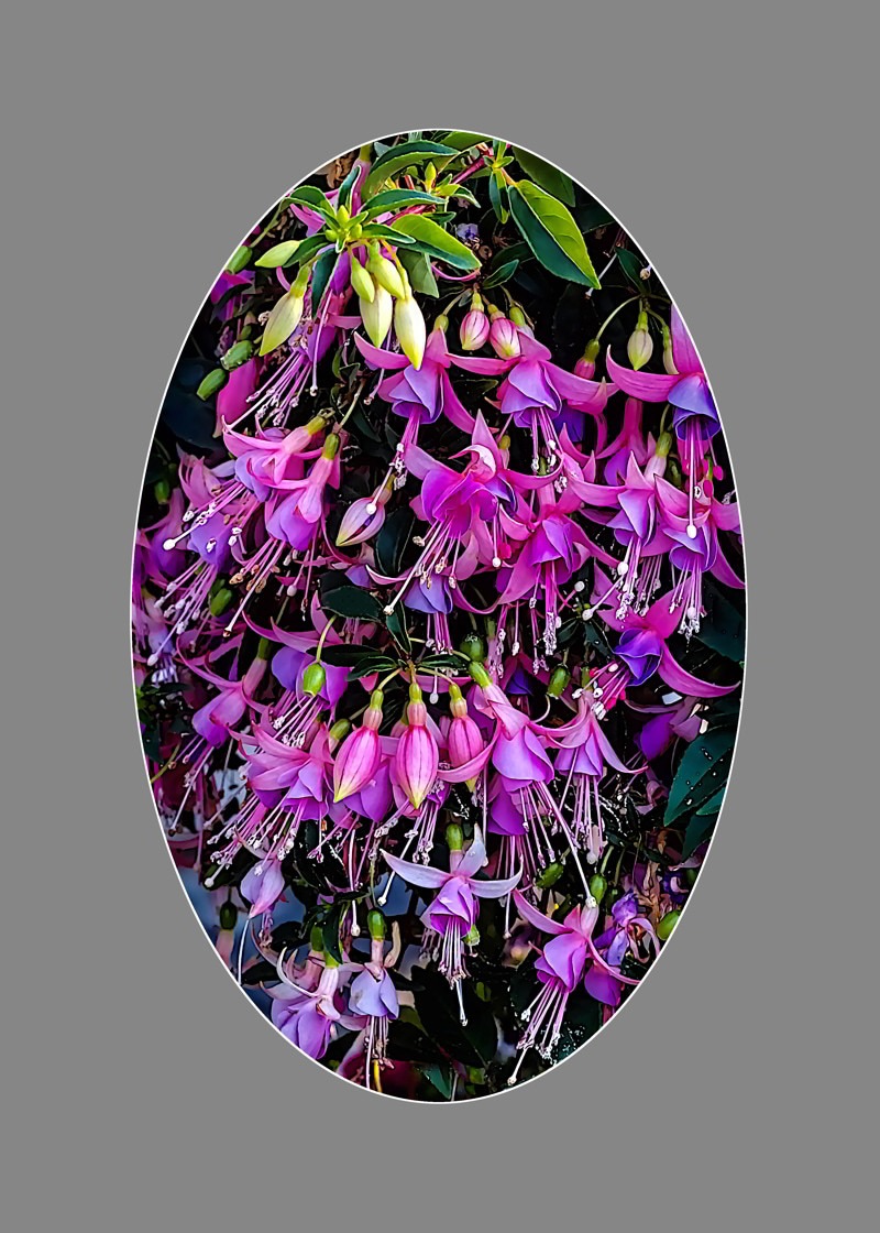 Hybrid fuchsia-oval- 00
