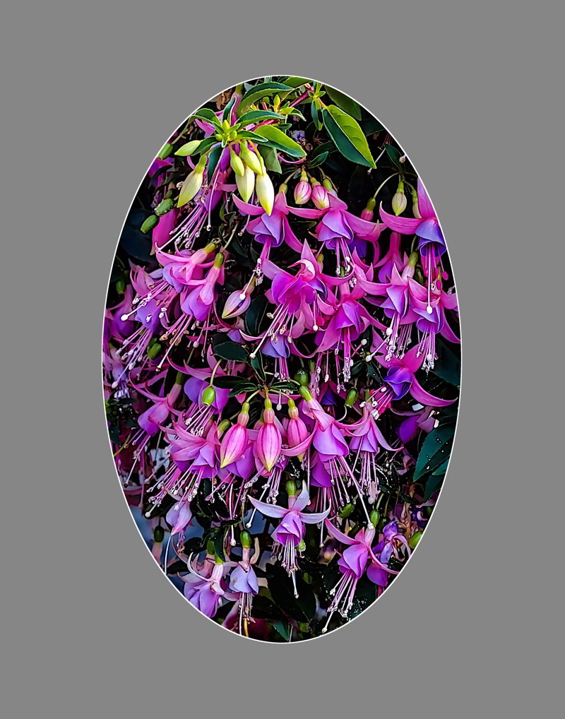 Hybrid fuchsia-oval- 01