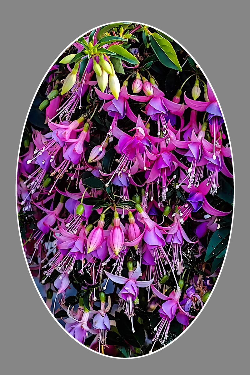 Hybrid fuchsia-oval- 02