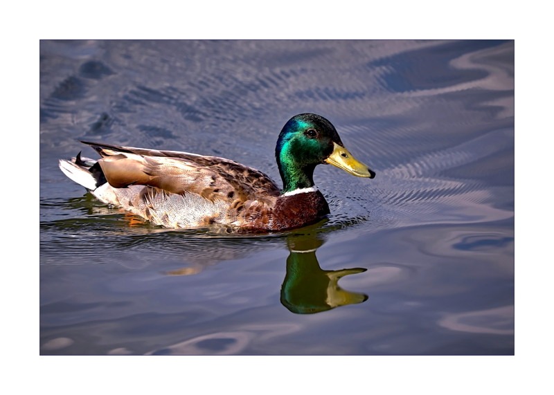 Male Mallard- 00