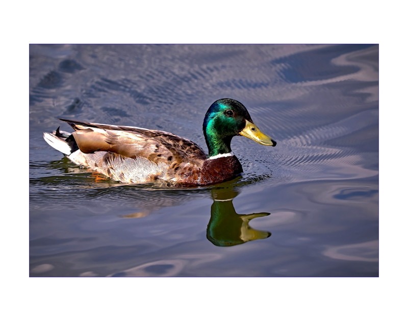 Male Mallard- 01