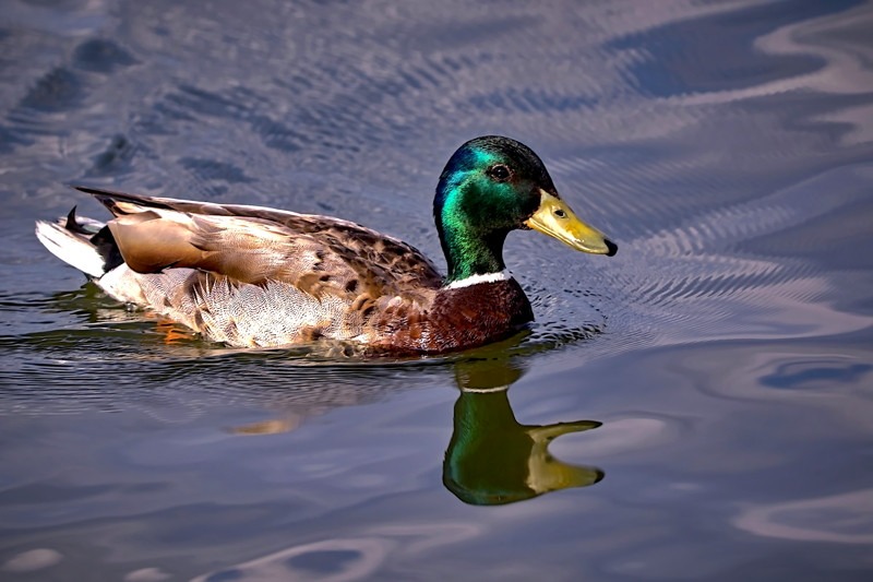 Male Mallard- 02