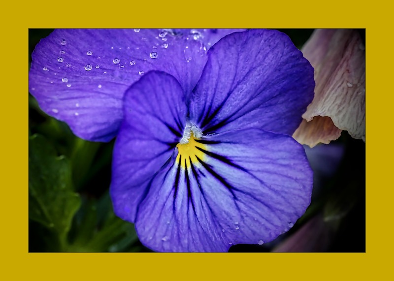 Pansy in morning dew- 00