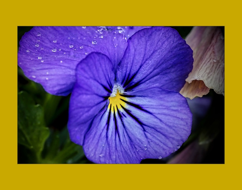Pansy in morning dew- 01