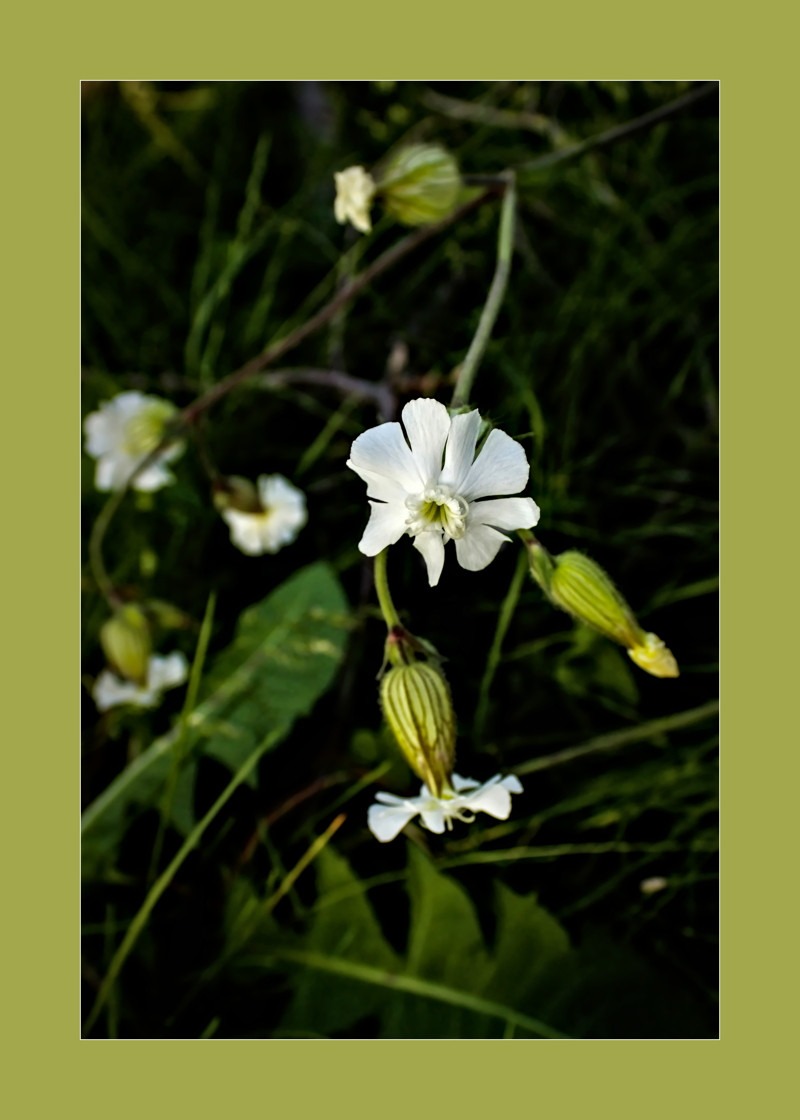 White campion- 00