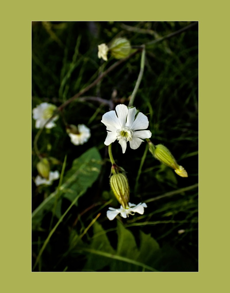 White campion- 01