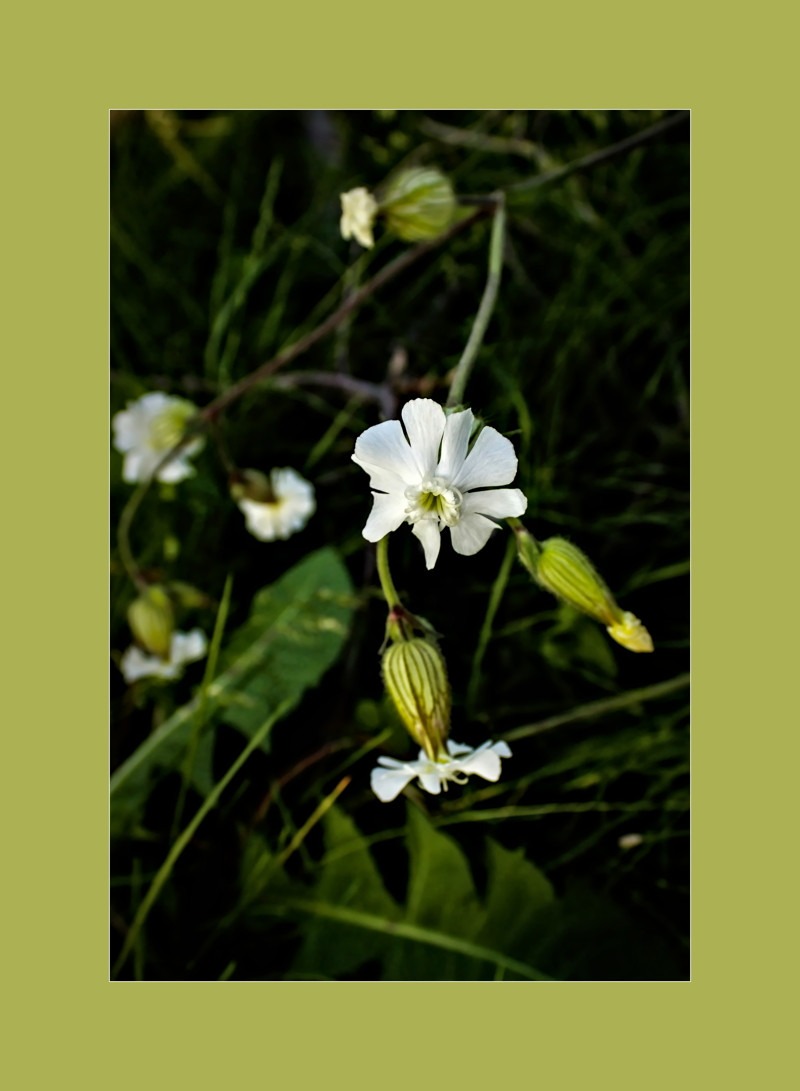 White campion- 02