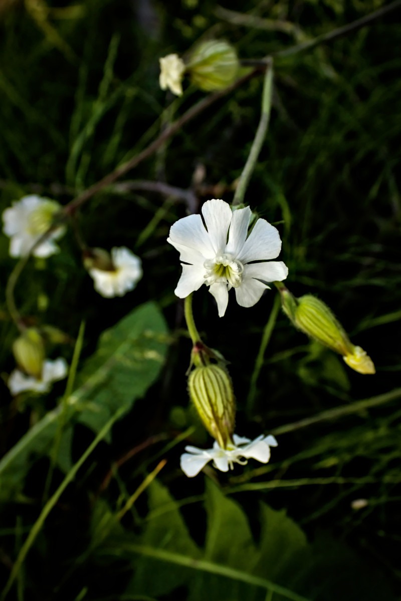 White campion- 03