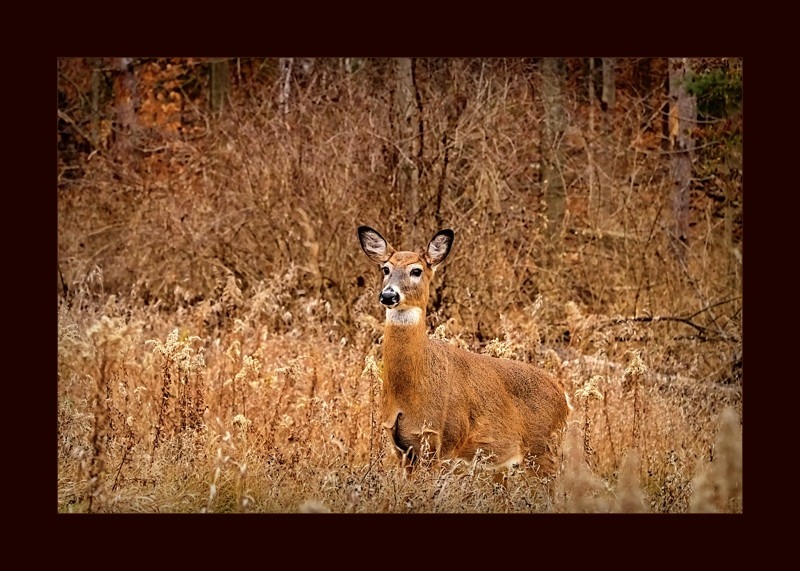 White-tailed deer- 00