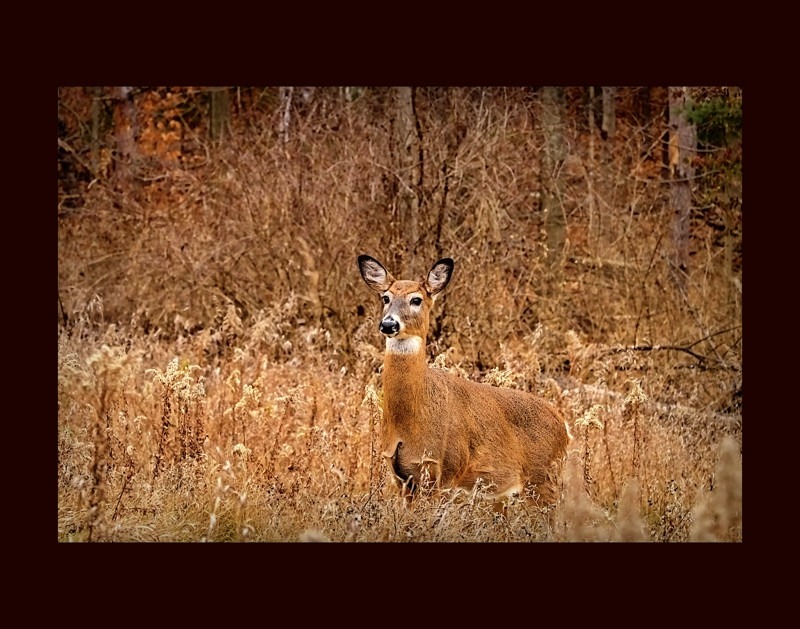 White-tailed deer- 01