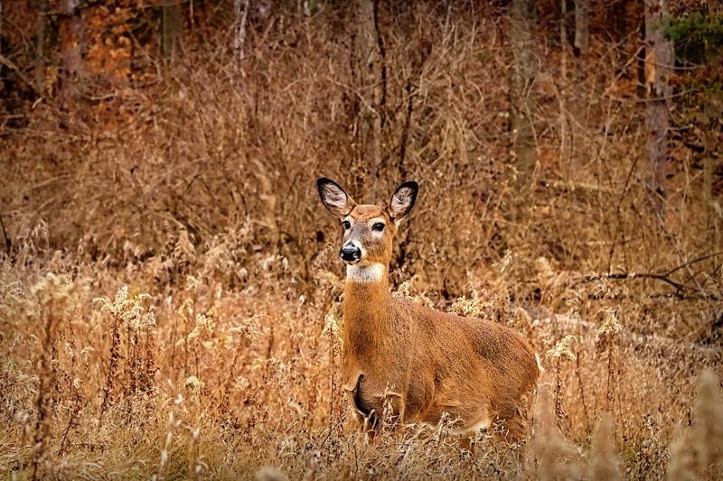 White-tailed deer- 02
