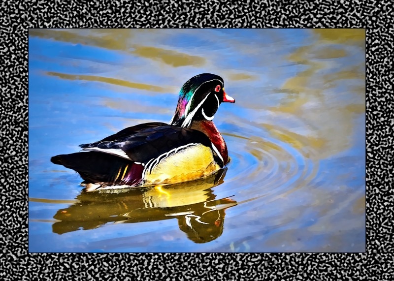 Wood Duck- 00