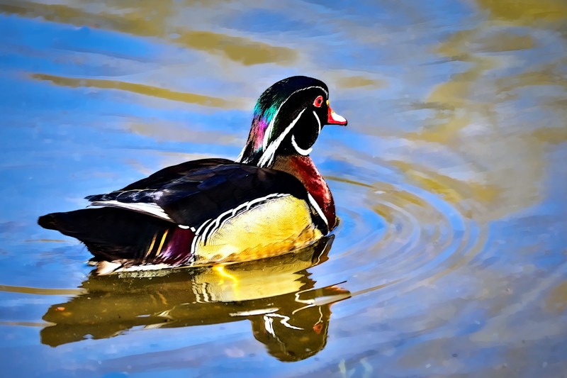 Wood Duck- 01