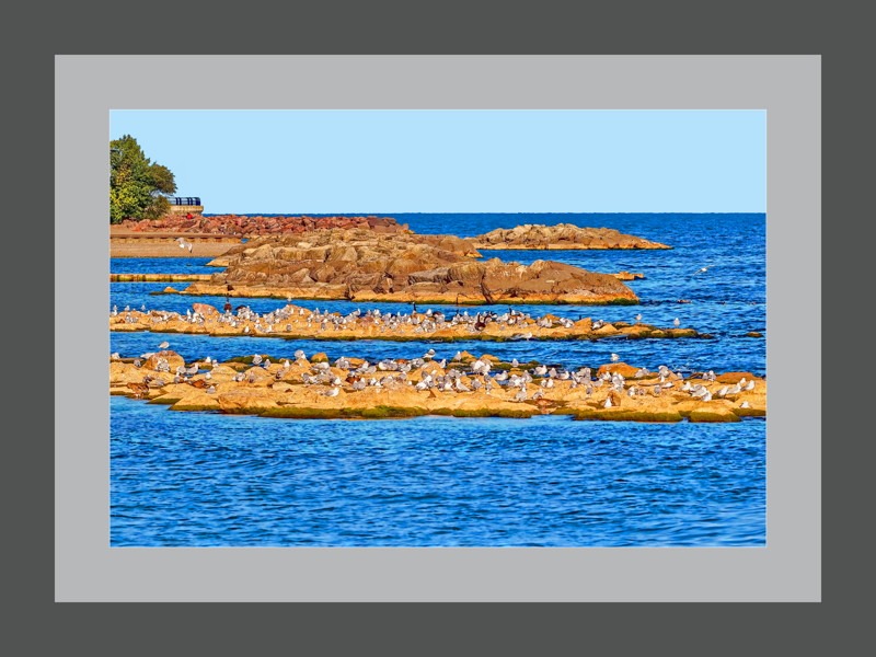 Sea Gulls in Woodbine Beach- 01