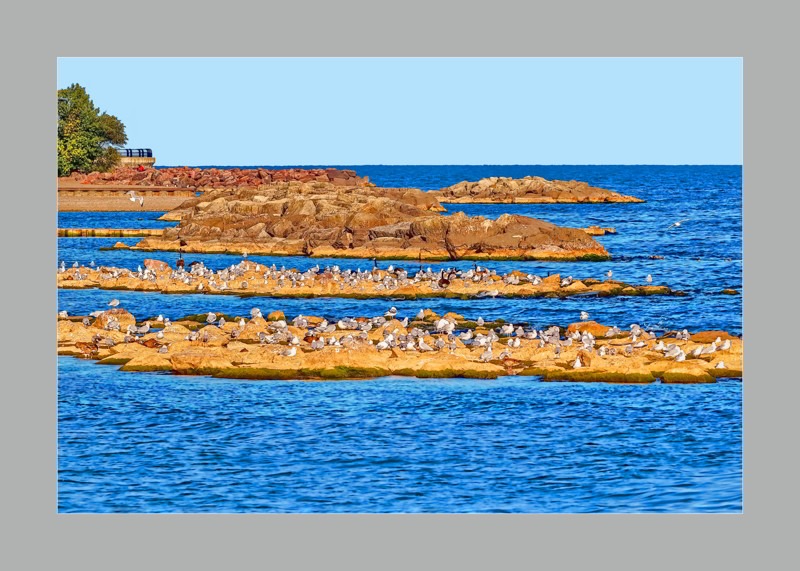 Sea Gulls in Woodbine Beach- 02