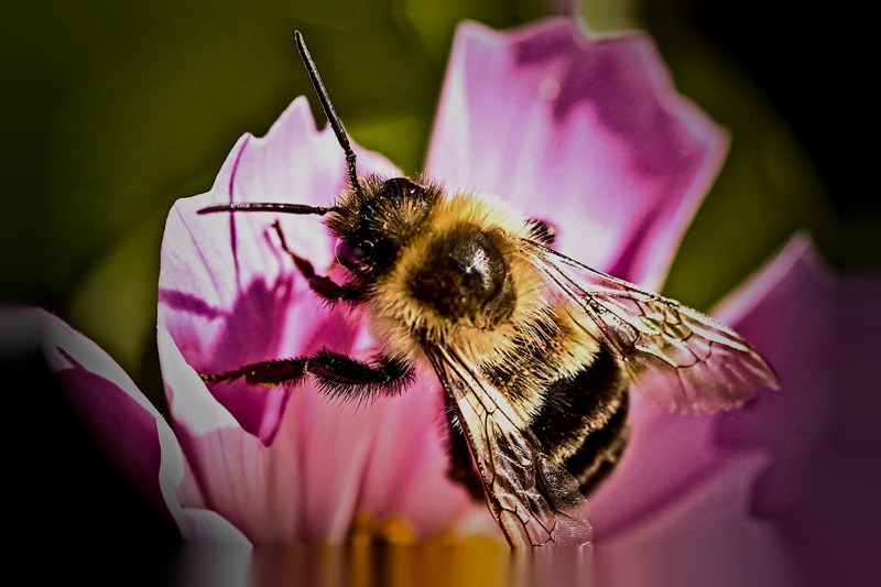 Bumble bee on a pink cosmos flower- 00