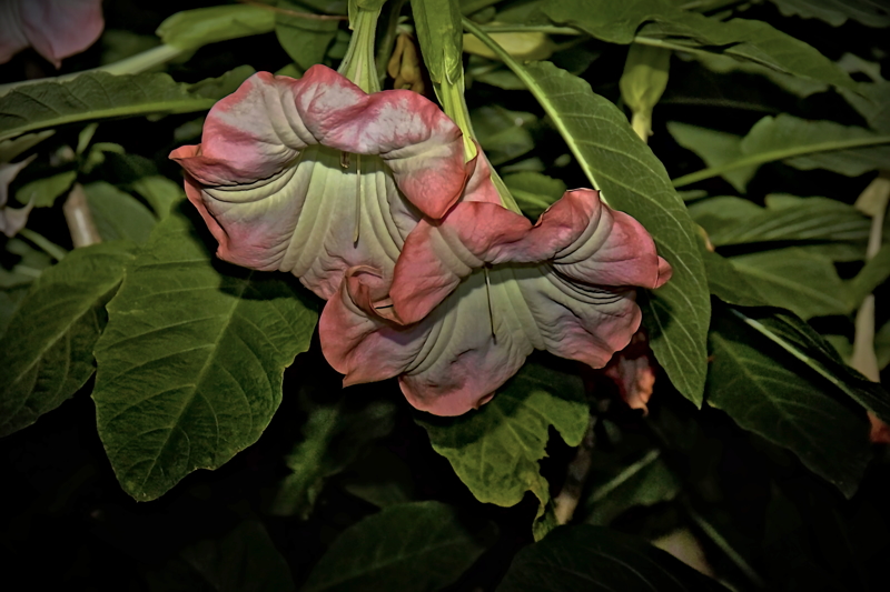 Secret Love of Angel's Trumpets- 00