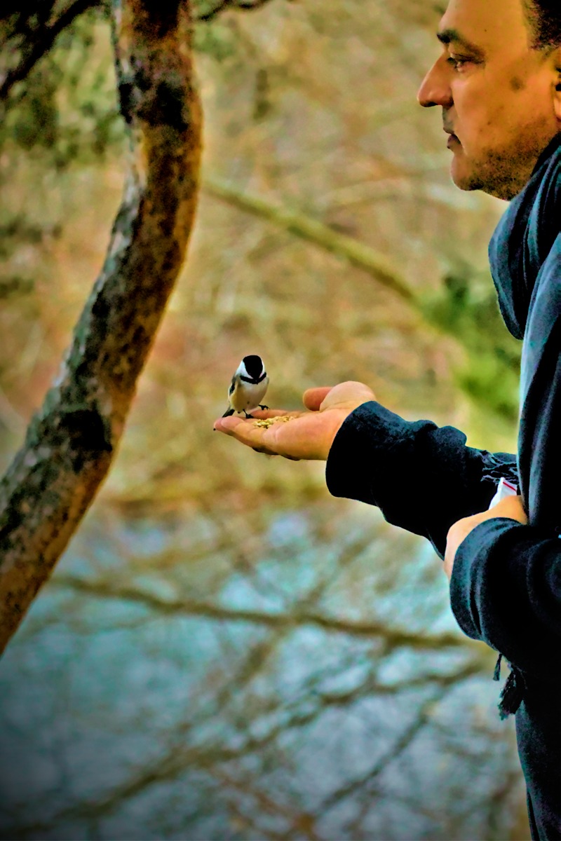 Trust of a Chickadee- 00