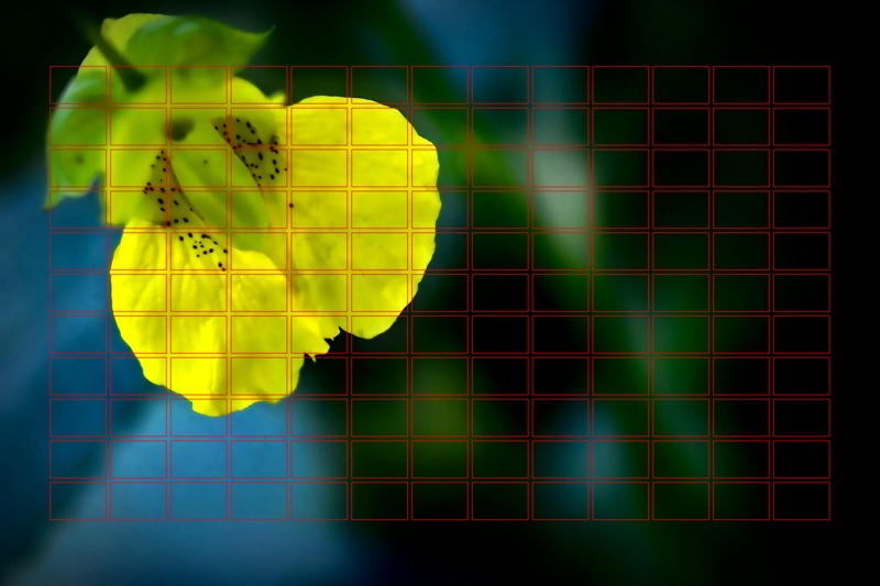 Yellow Jewelweed cum grid- 00