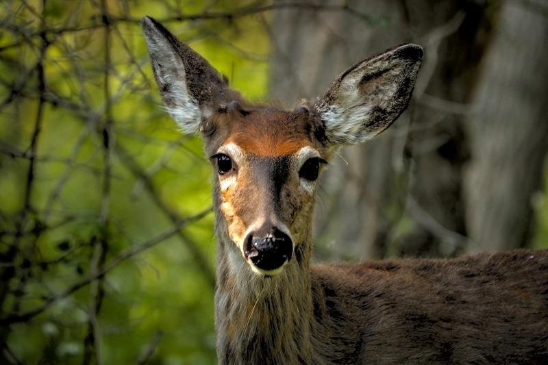 Trust of a Deer