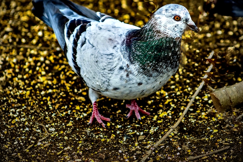 The Quiet Forager- 00.jpg